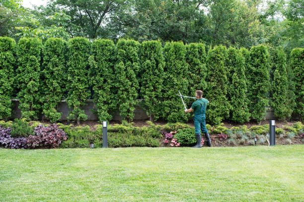 Reliable Bellevue, PA Tree Removal and Landscaping Services Solutions